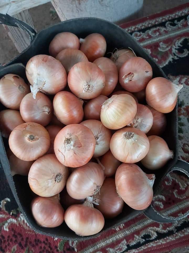 Onions Series 01