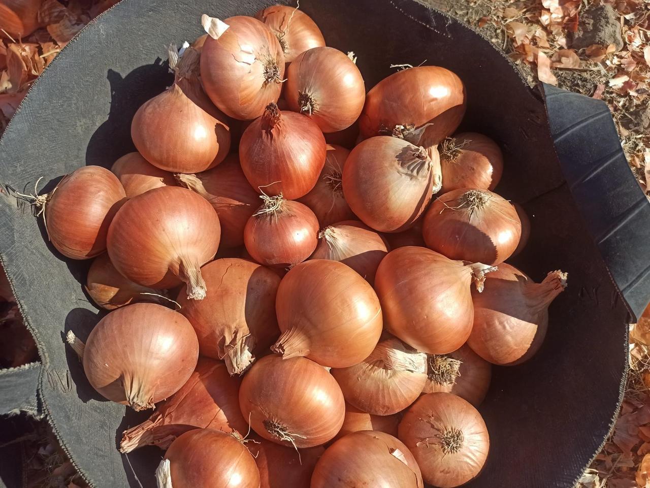 Onions Series 02