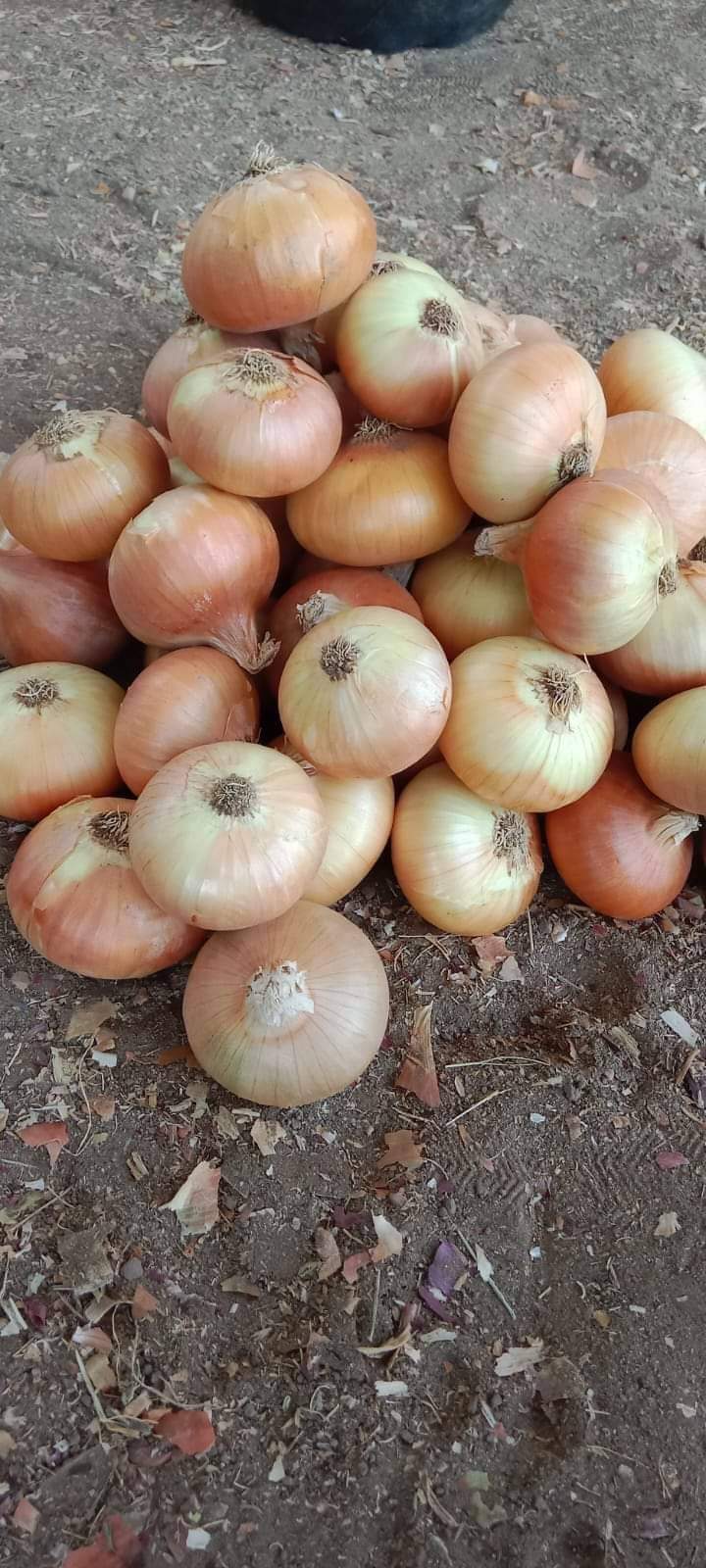 Onions Series 04