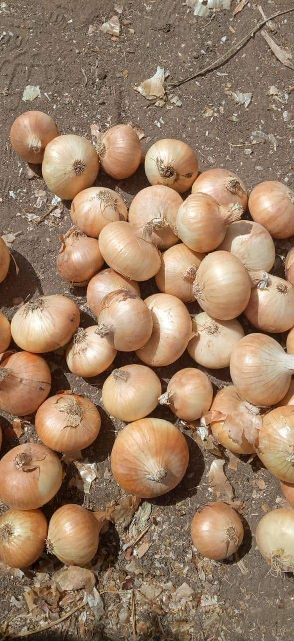Onions Series 05