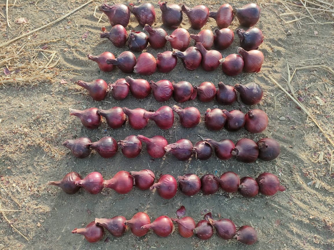 Onions Series 11