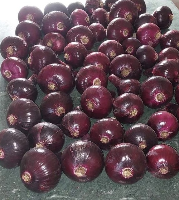 Onions Series 12