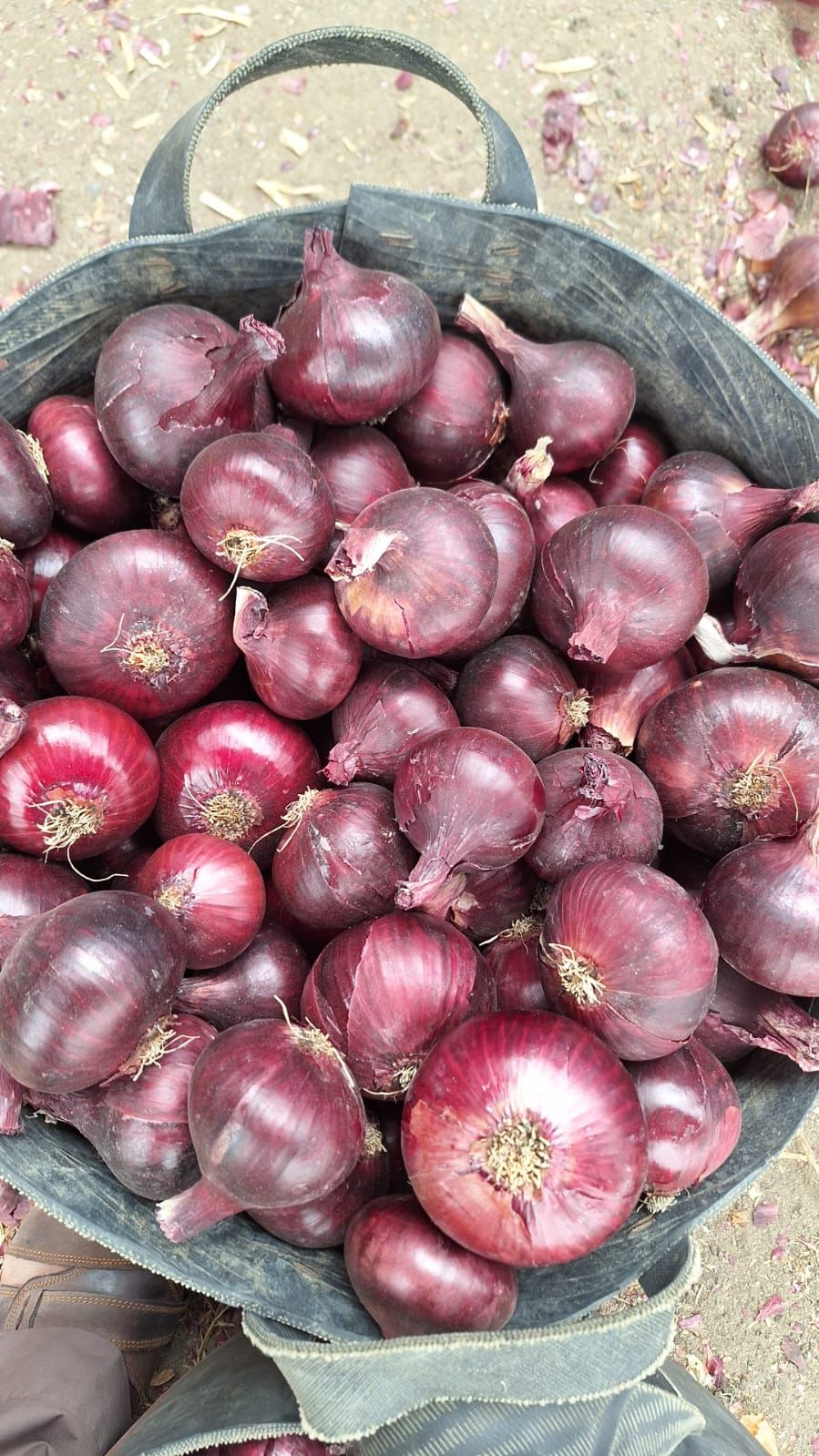 Onions Series 13