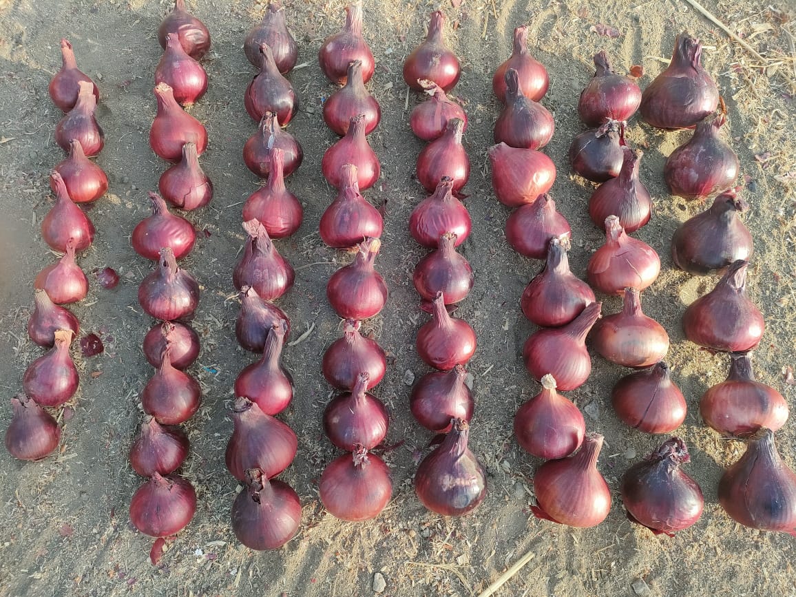 Onions Series 14