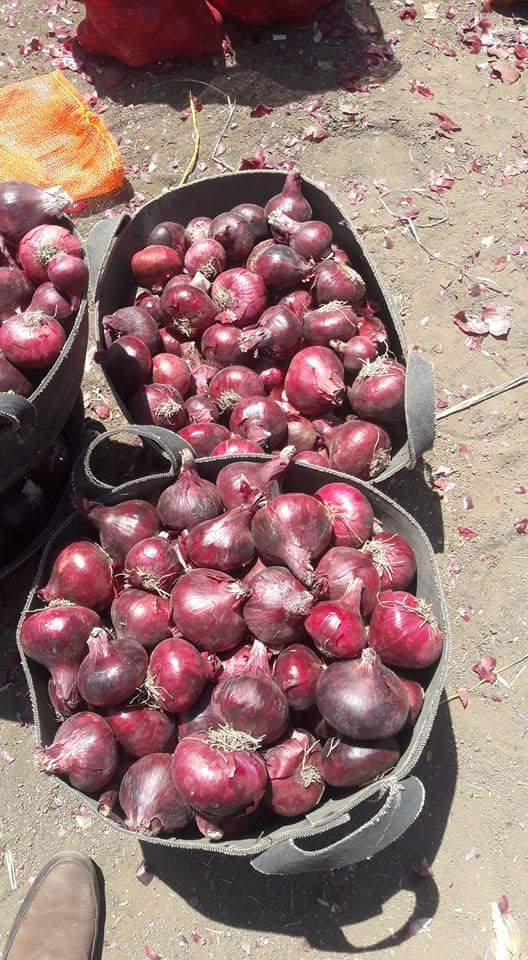 Onions Series 15