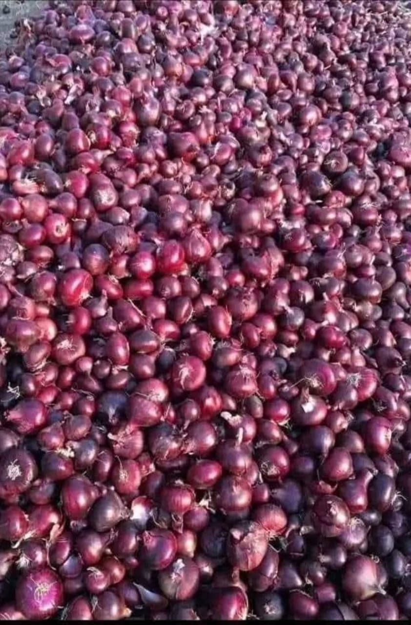 Onions Series 16