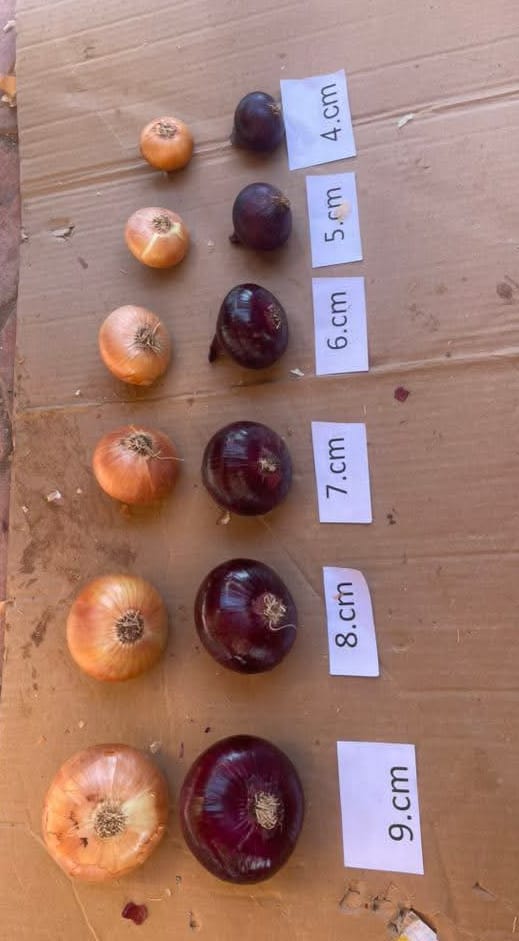 Onions Series 17