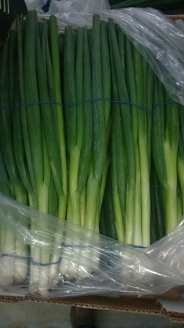 Onions Series 18