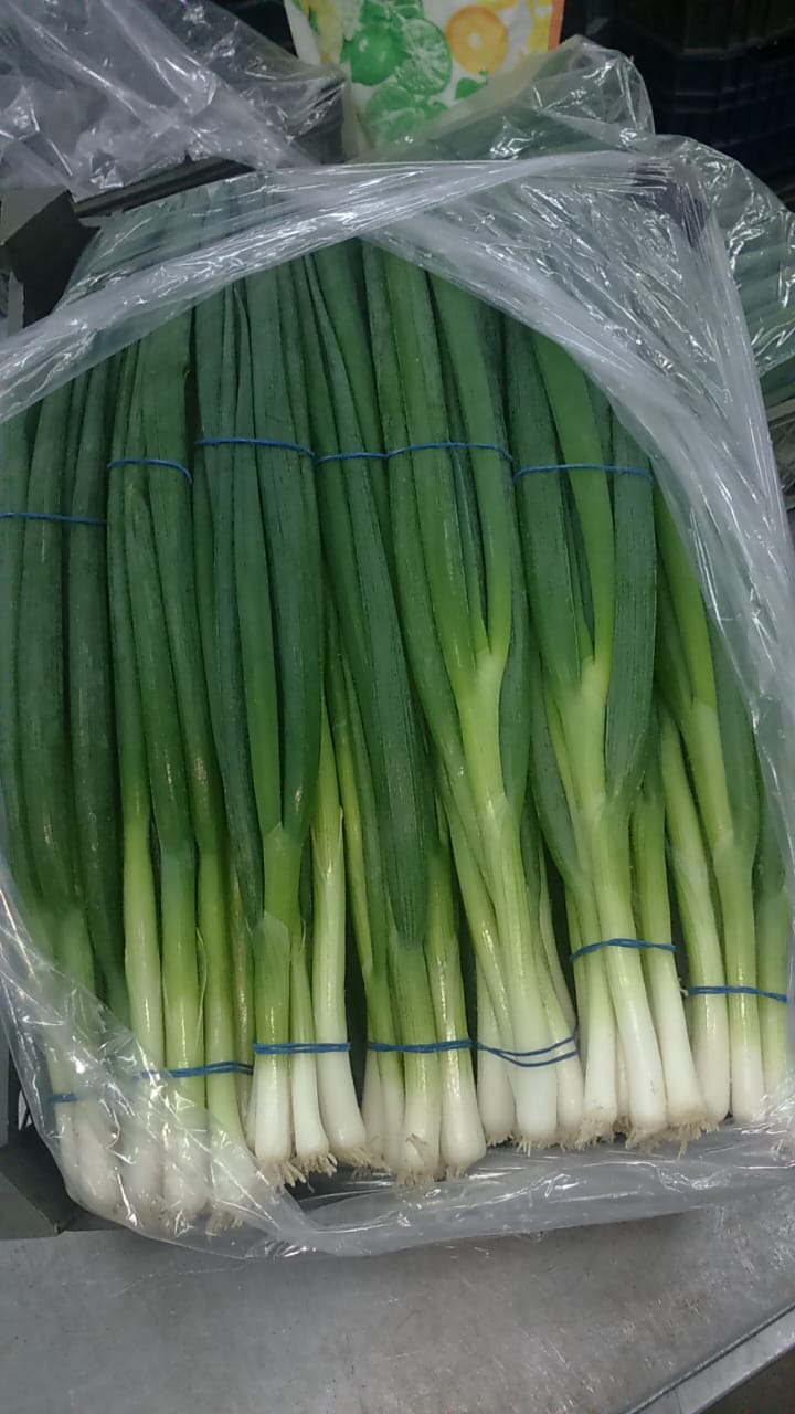 Onions Series 19