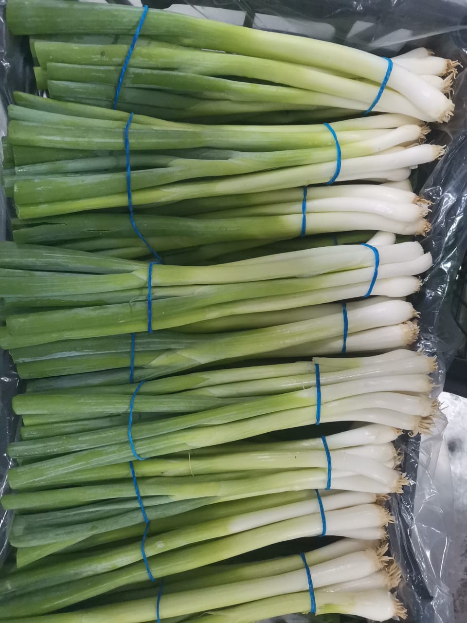 Onions Series 20