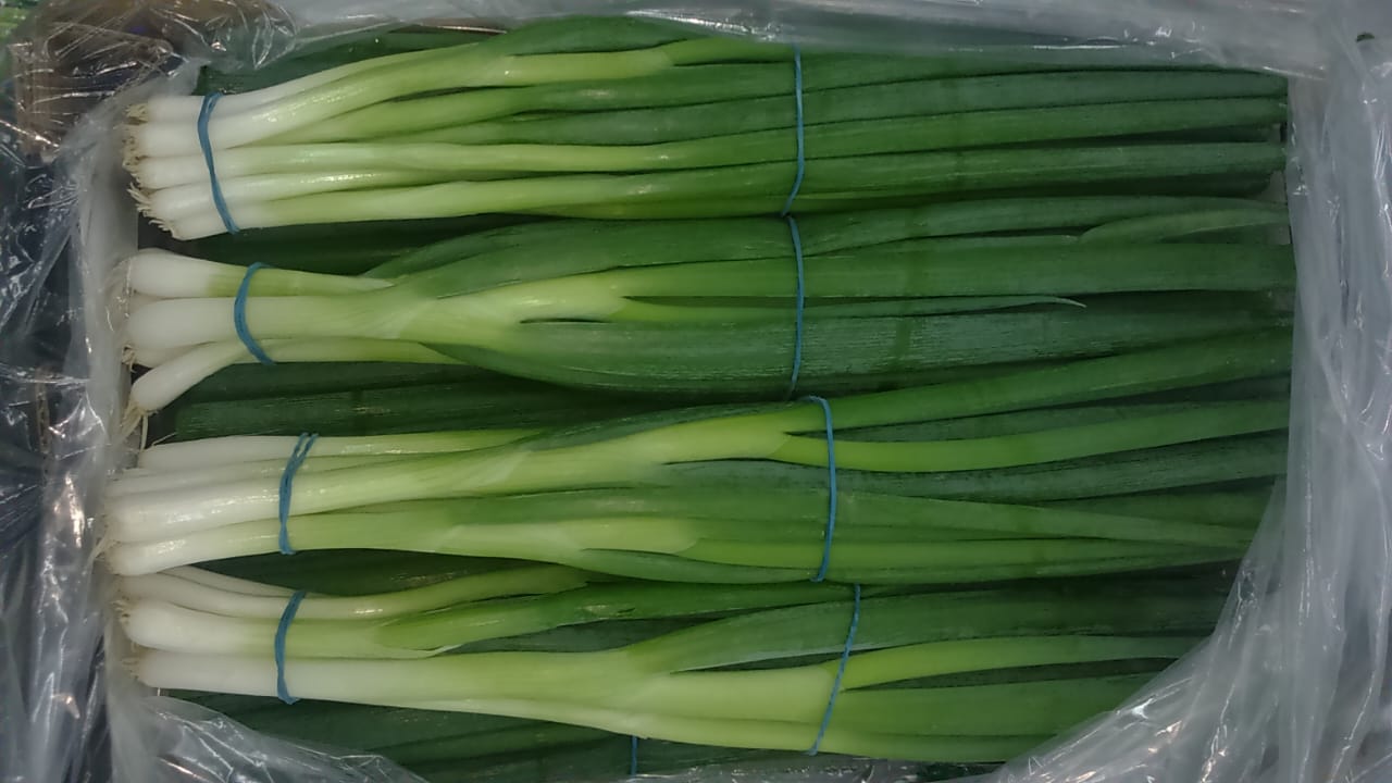 Onions Series 21