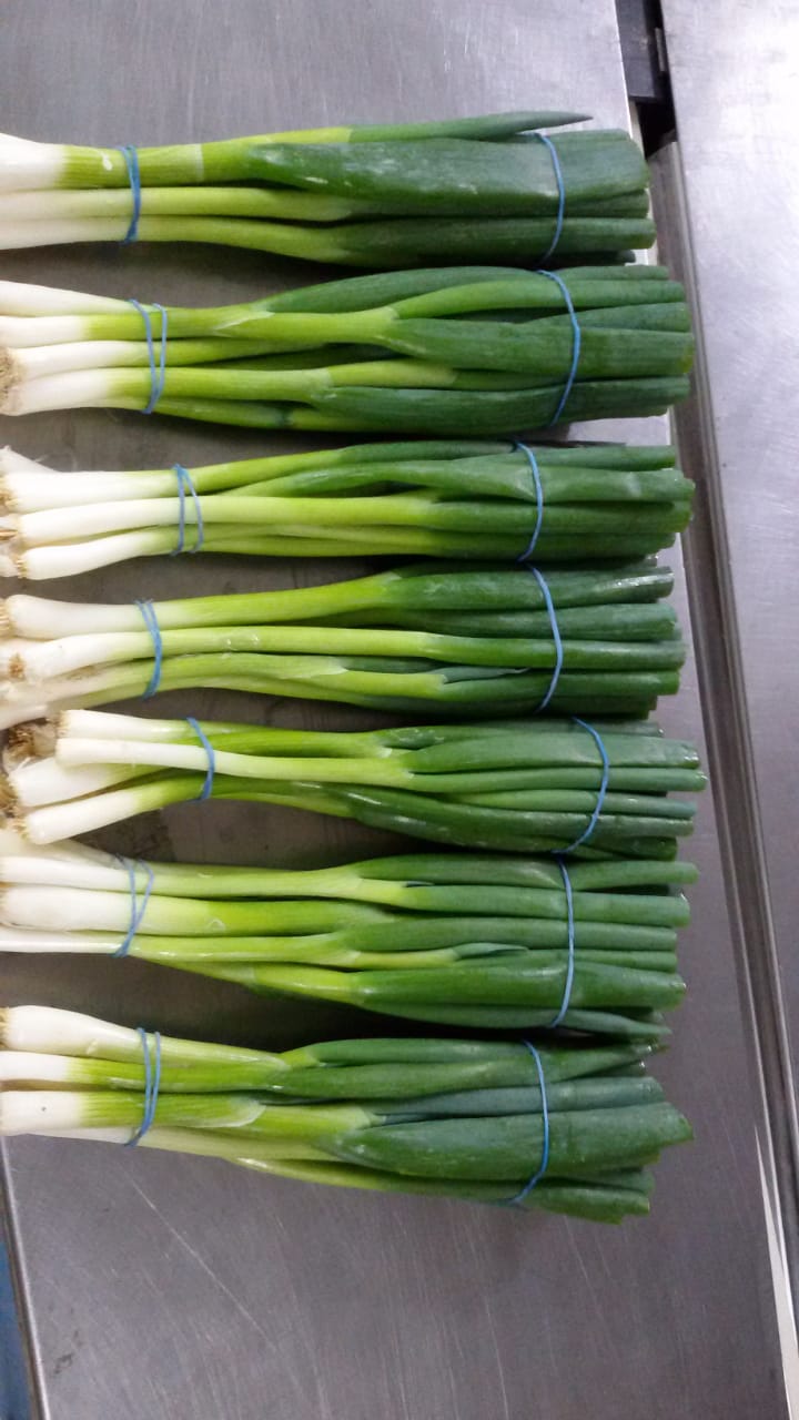 Onions Series 22