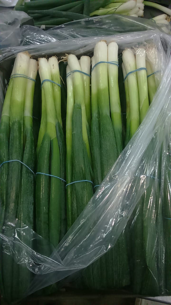 Onions Series 23