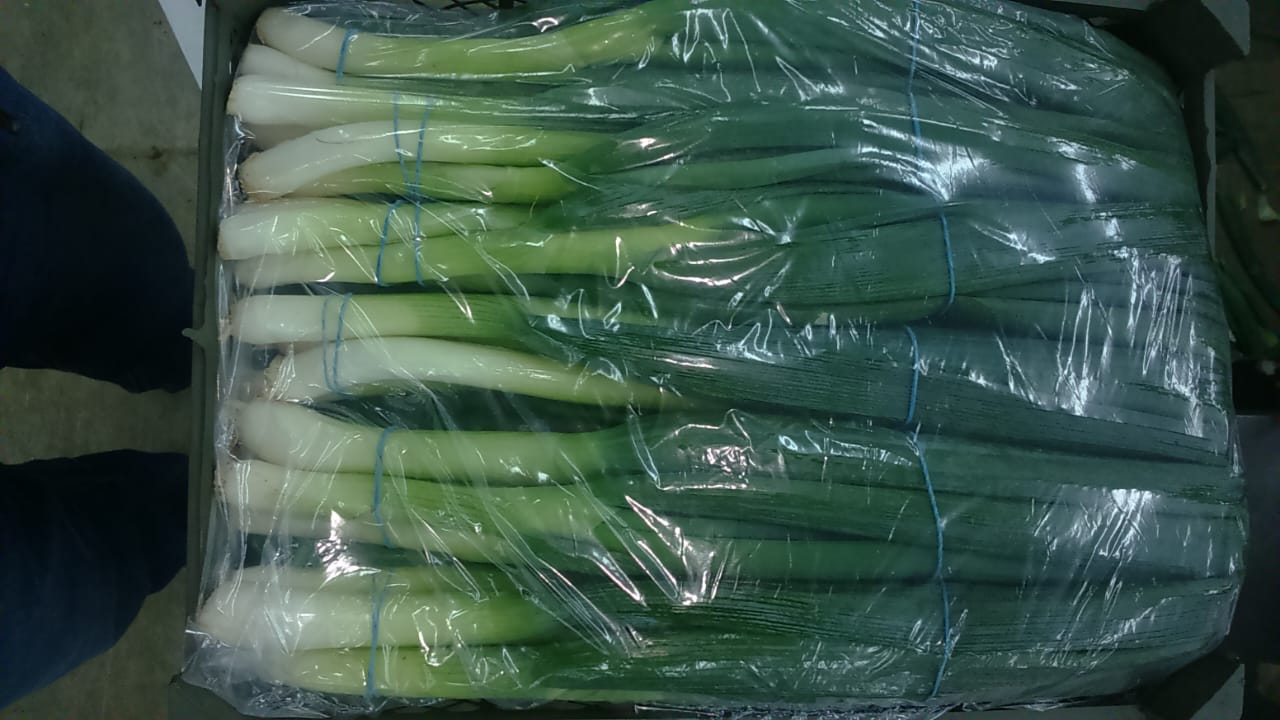 Onions Series 25