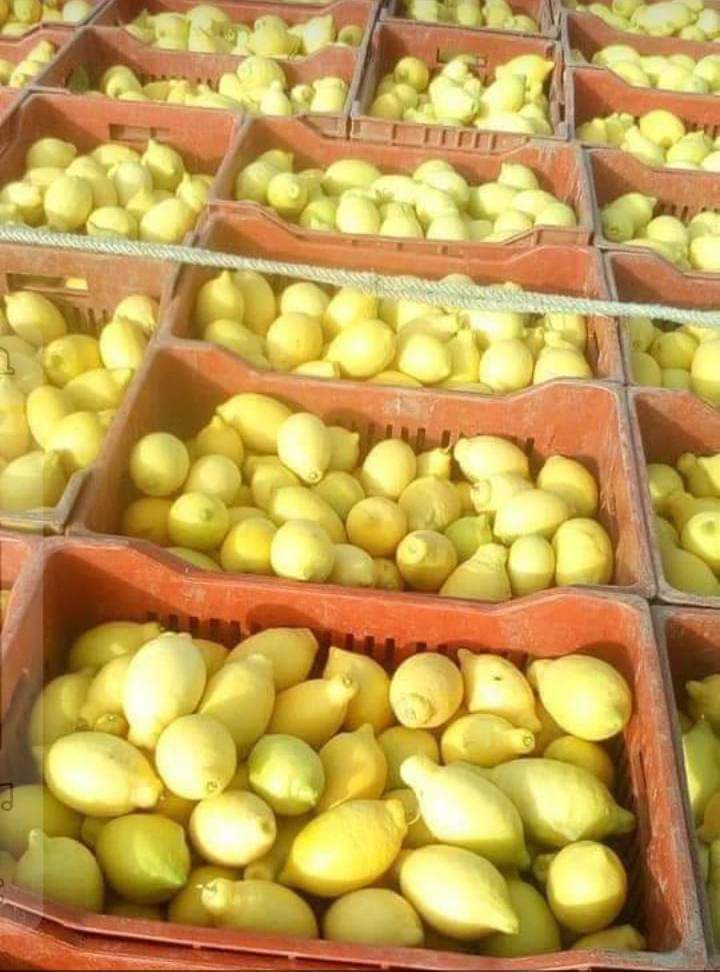 Onions Series 40