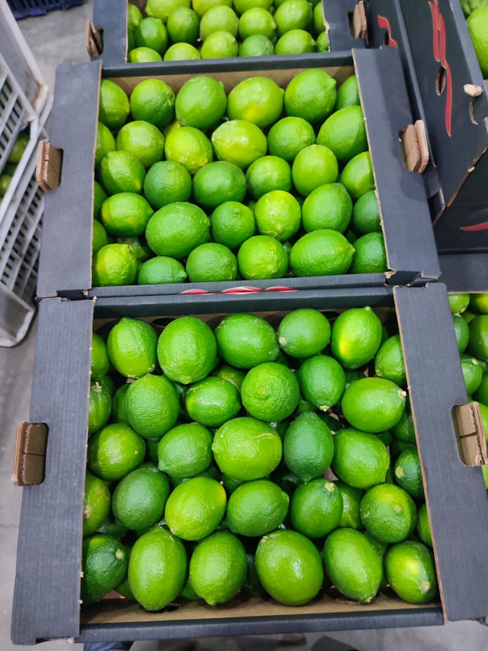 Lemon