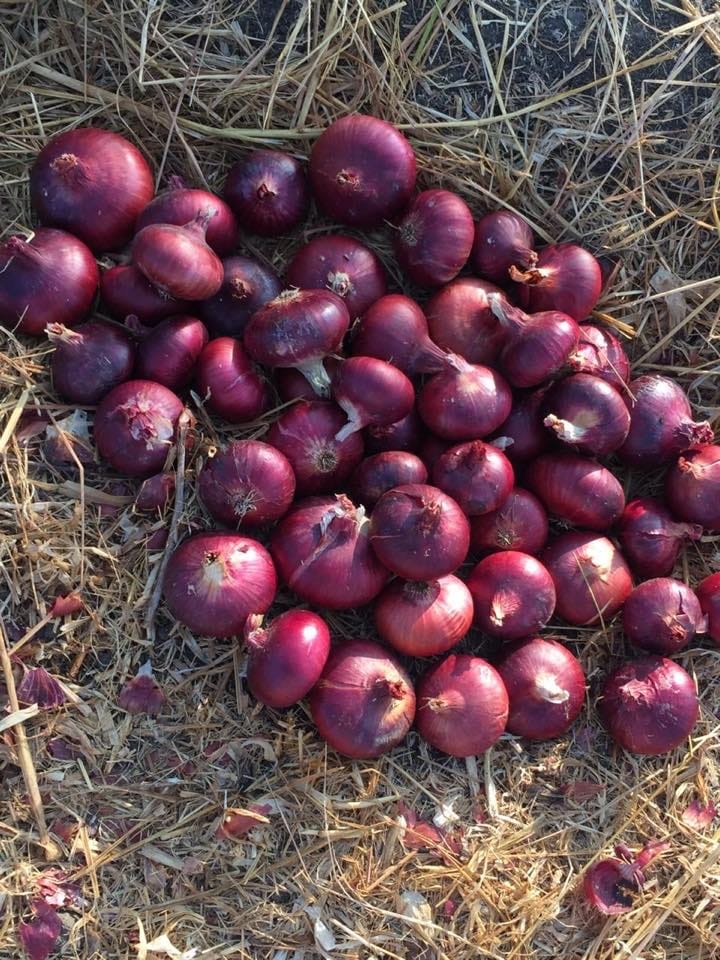 Onions