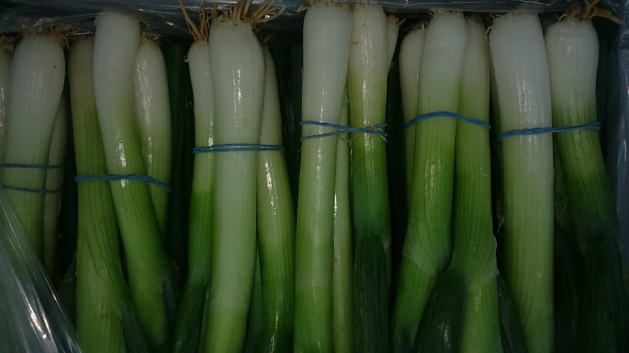 Spring Onion