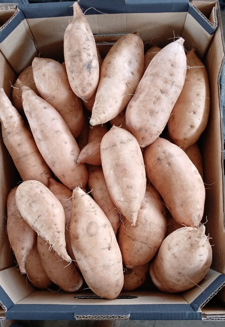 Sweet Potato